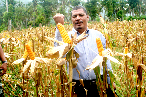 Bupati Dompu saat meninjau jagung