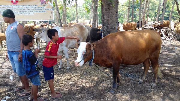 PANEN PEDET SAPI (1)